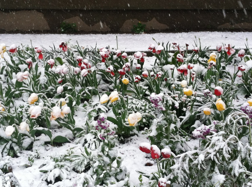 Вот такая вот весна(( Две недели +15 - +19, а сегодня снег валит
