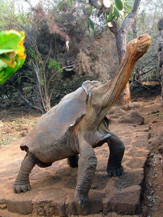 Самая большая наземная черепаха - Слоновые черепахи или сейшельские обитают лишь на Галапагосских острова. Самого крупного представителя слоновых черепах зовут Голиаф. Этот гигант может похвастаться весом в 385 килограмм и общей длиной полтора метра.