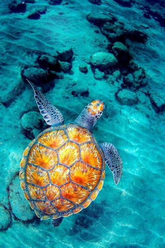 Черепахи делятся на морских и наземных. Последние подразделяются на пресноводных и сухопутных.