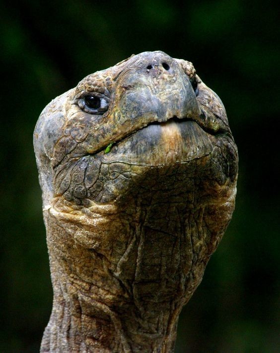 Слоновьи черепахи едят ядовитые растения, которые не едят другие животные