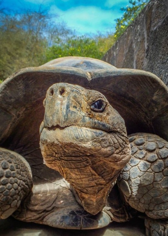 Большинство видов черепах занесены в Красную книгу из-за охоты на них и ухудшения экологии планеты