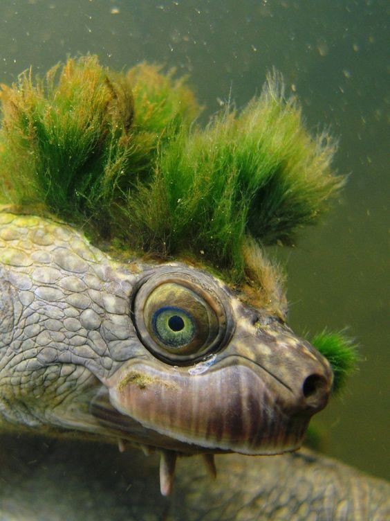 Зеленые черепахи первые 5 лет едят только планктон и лишь потом переключаются на растительность