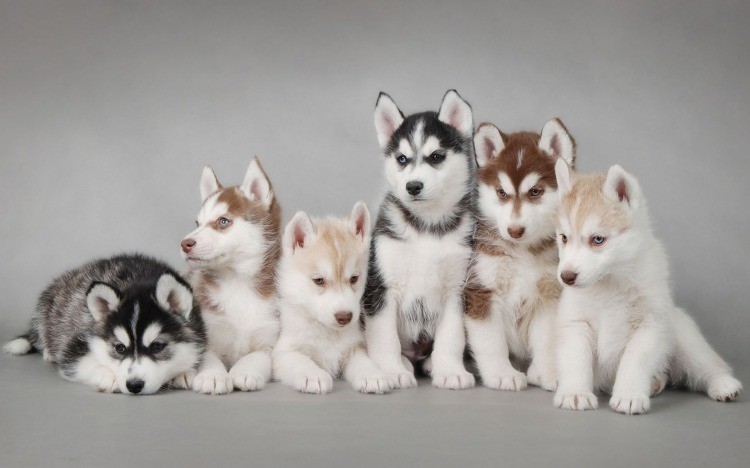 Чудесная коллекция фото собак!