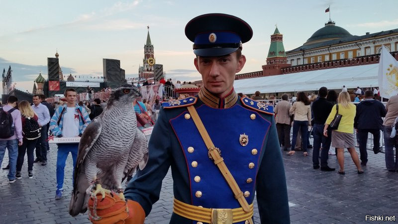Это кречеты,семейства соколиных