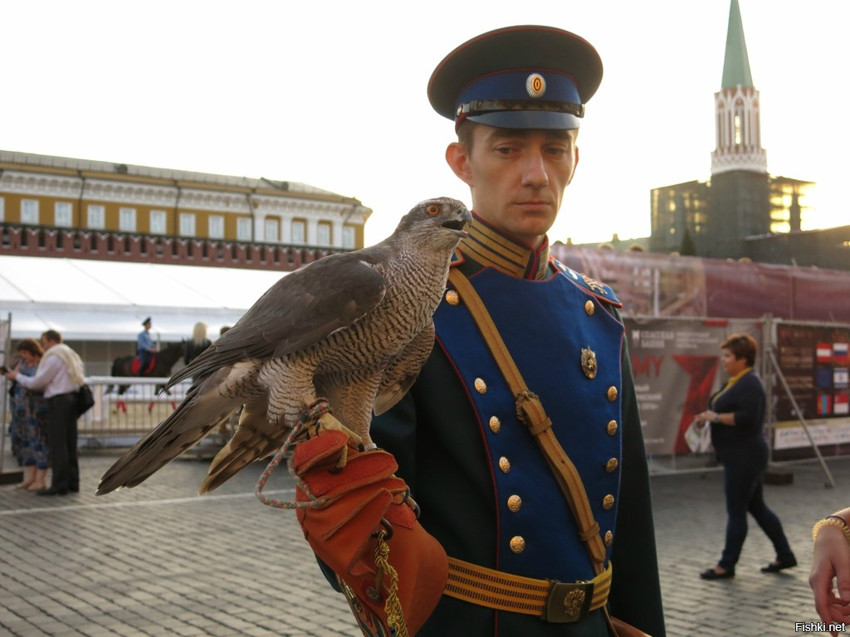 Это кречеты,семейства соколиных