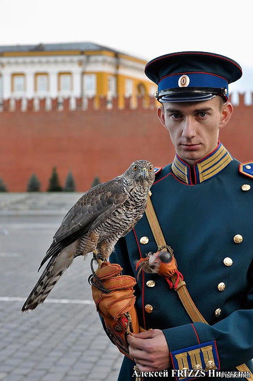 Это кречеты,семейства соколиных