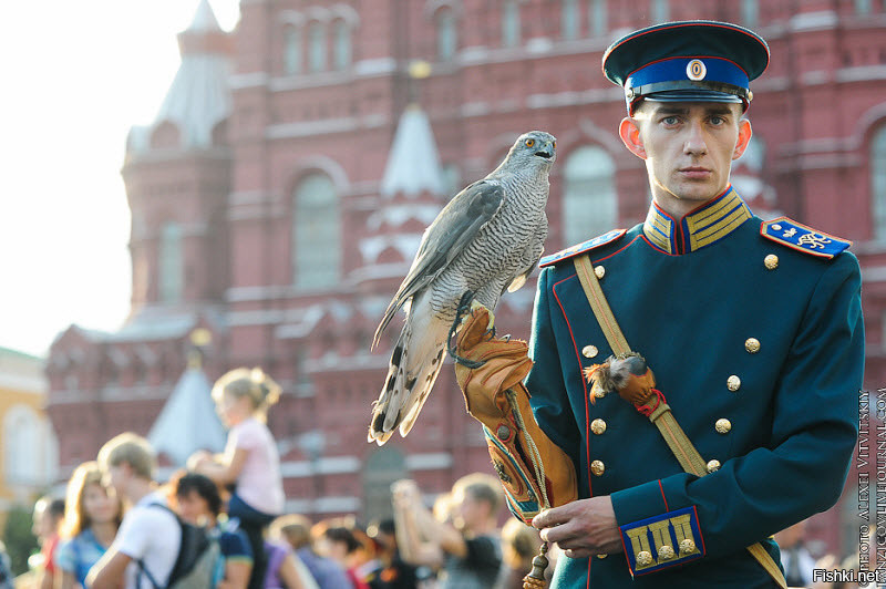 Это кречеты,семейства соколиных