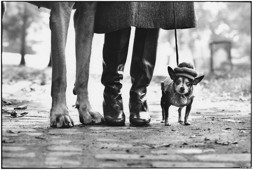 Собаки в фотографиях Эллиотта Эрвитта