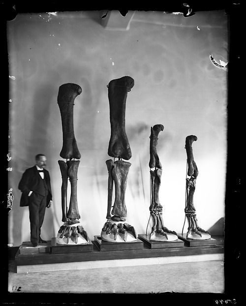 Генри Осборн с конечностями динозавров, 1899 год.