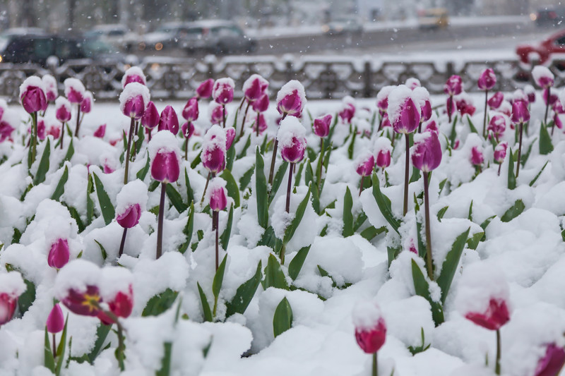 Цветы под снегом в Кишиневе: красота увядания