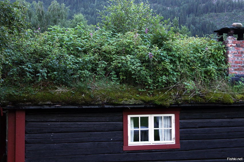 Зеленые крыши в Норвегии
