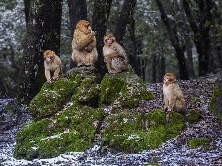 Лучшие фотографии дикой природы от National Geographic 2017