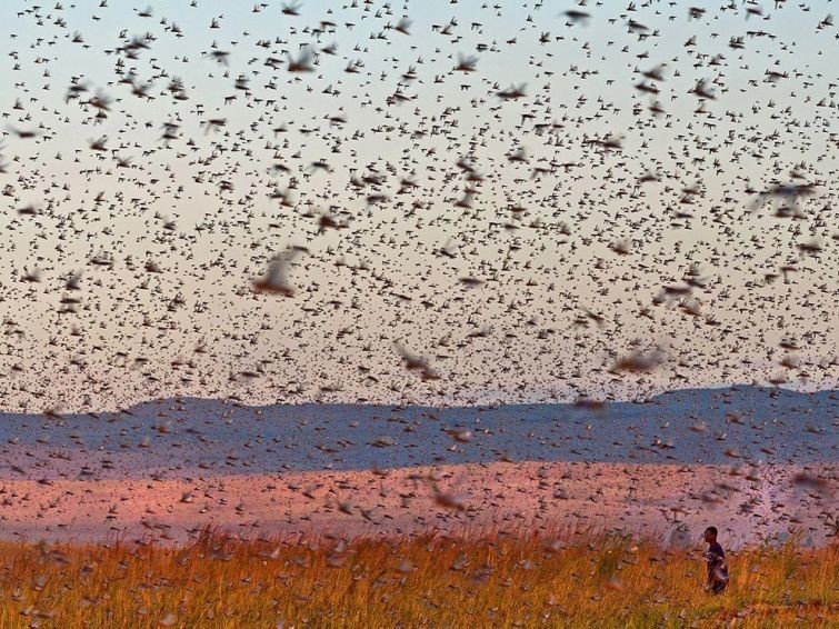 Лучшие фотографии дикой природы от National Geographic 2017