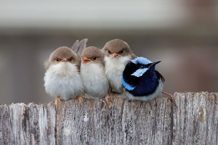 Вместе теплее: эти птицы, которые прижимаются друг к другу, чтобы согреться, растопят ваше сердце