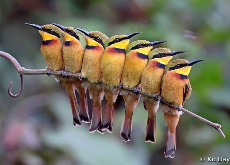Вместе теплее: эти птицы, которые прижимаются друг к другу, чтобы согреться, растопят ваше сердце