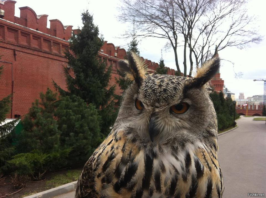 Эта серьезная птица по имени Филя работает в Московском Кремле