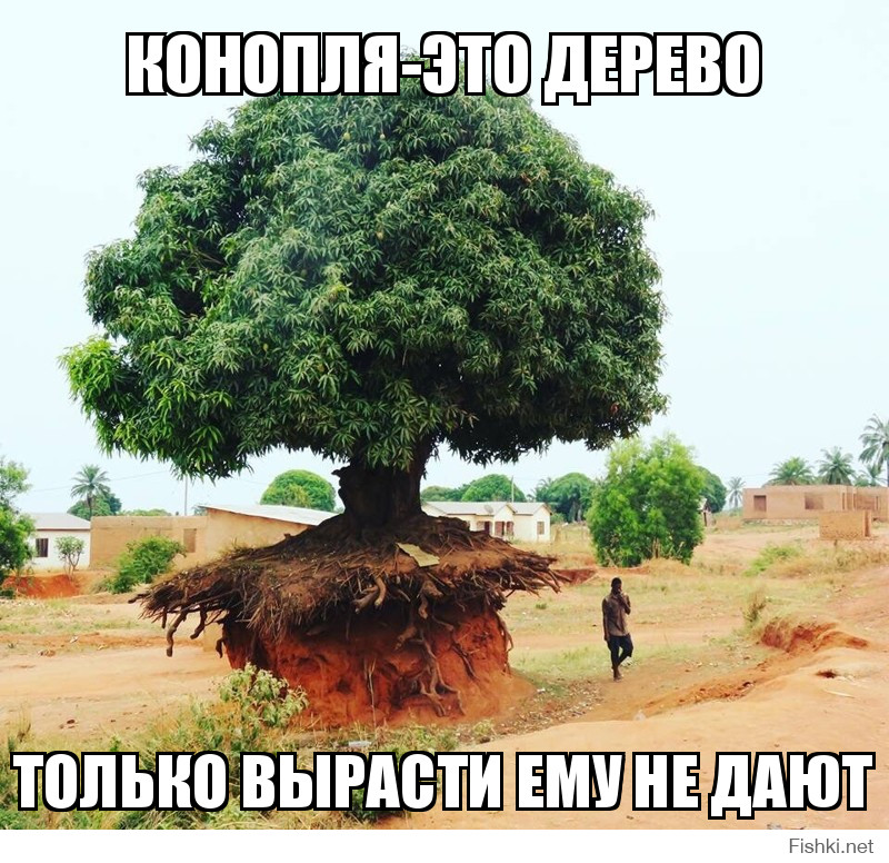 Конопля-это дерево