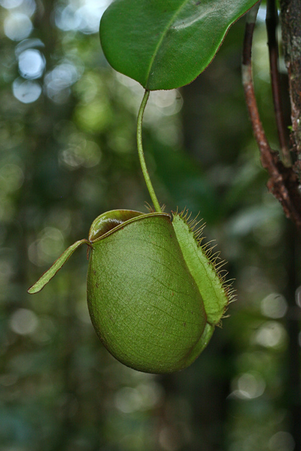 Хищные растения острова Борнео
