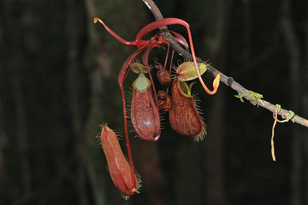 Хищные растения острова Борнео