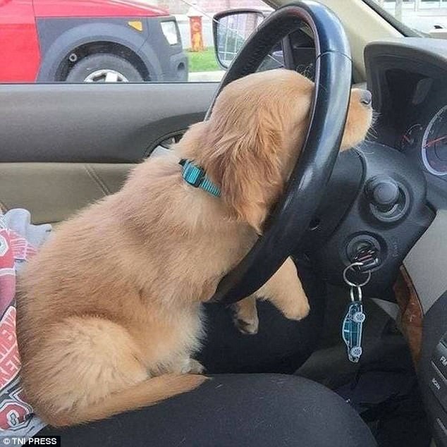 Водить машину - дело утомительное