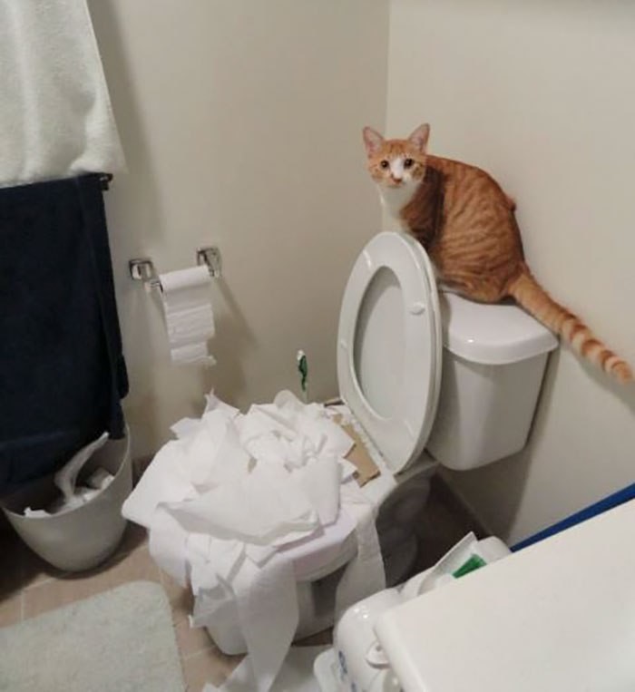 Одержал победу над туалетной бумагой 