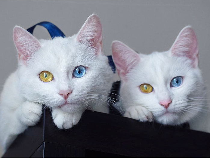 Невероятно красивые котики 