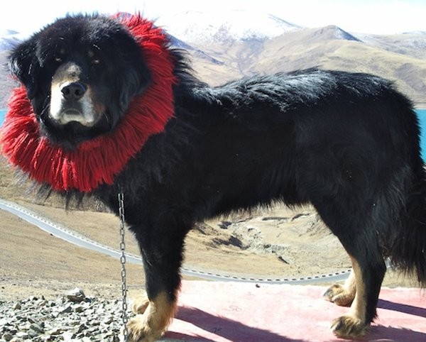 Тибетский мастиф, 45 - 75 килограммов