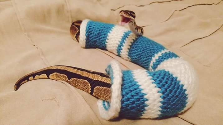 Змея в свитере 