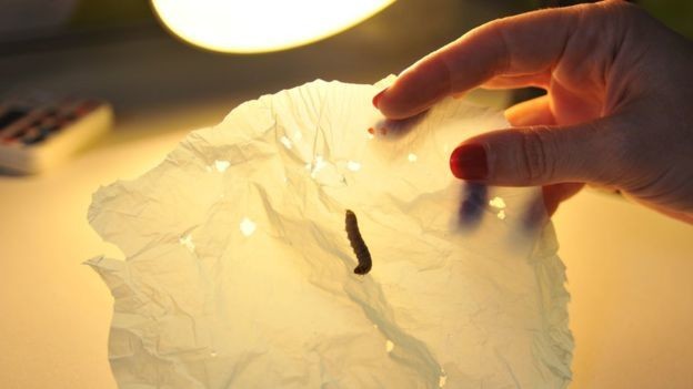 Гусеницы, поедающие пластиковые пакеты, помогут спасти Землю от мусора