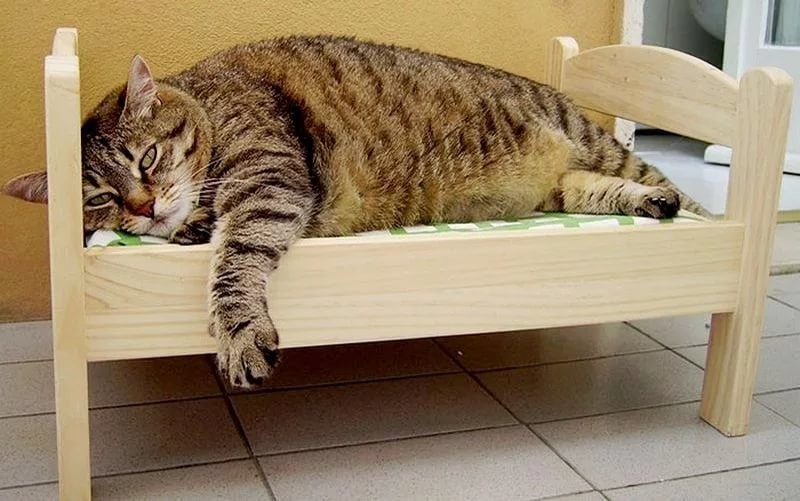 IKEA подарила кошкам из приюта маленькие кроватки