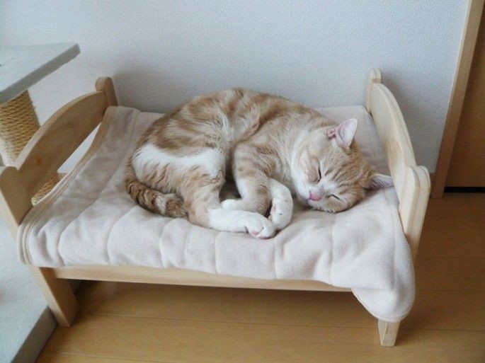 IKEA подарила кошкам из приюта маленькие кроватки