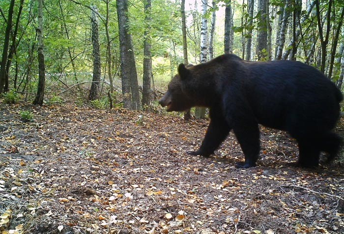 Невероятно! В отсутствие людей в чернобыльских лесах появились даже медведи!