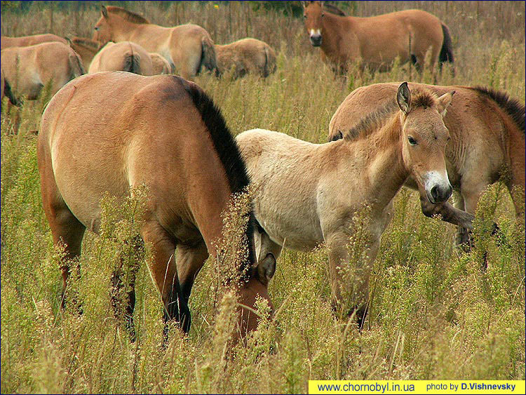В начале 1980-х сюда завезли лошадей Пржевальского. Как видим, чувствуют они себя в этой местности очень уверенно. 