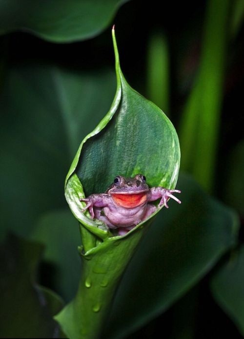 Лягушка в цветке 