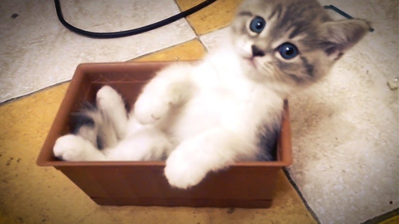 Кот в коробочке. Котенок забрался в цветочный горшок и вытворяет что-то невероятное 