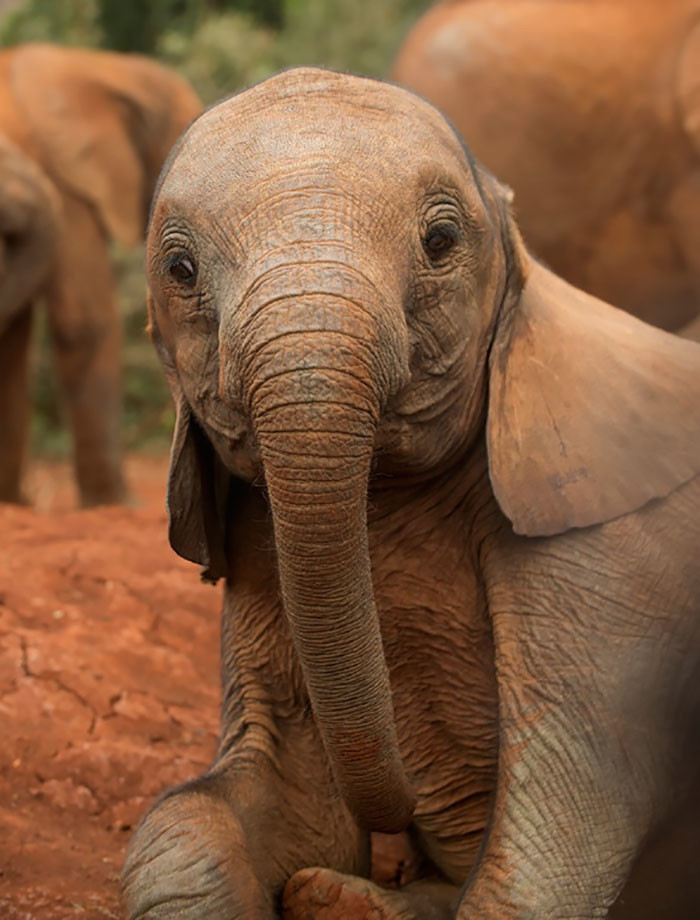 70 очаровательных слонят, которые подарят вам улыбку