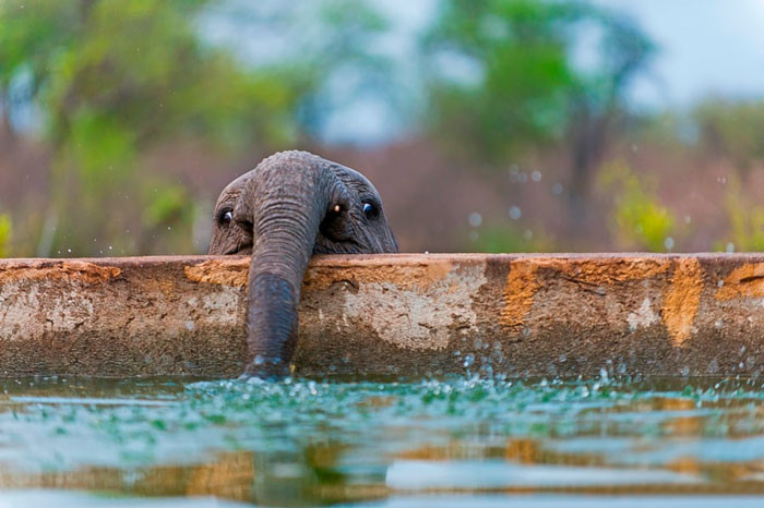 70 очаровательных слонят, которые подарят вам улыбку