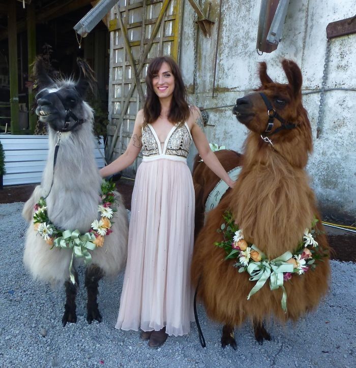 Ламы в "бабочках" - новый тренд свадебной моды