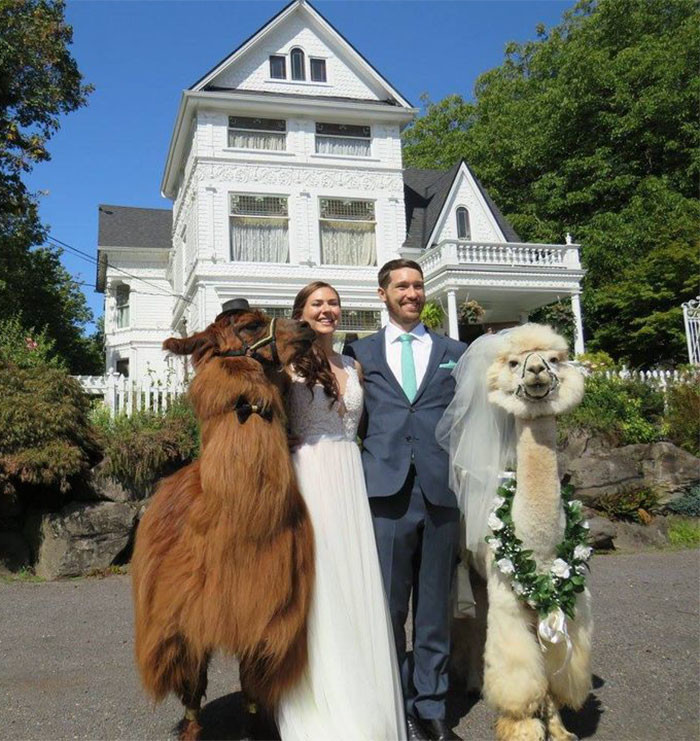 Ламы в "бабочках" - новый тренд свадебной моды