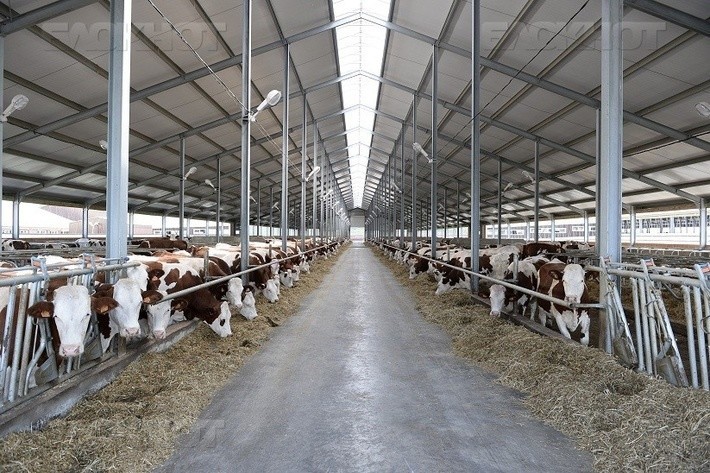 Воронежская область — лидер молочного животноводства