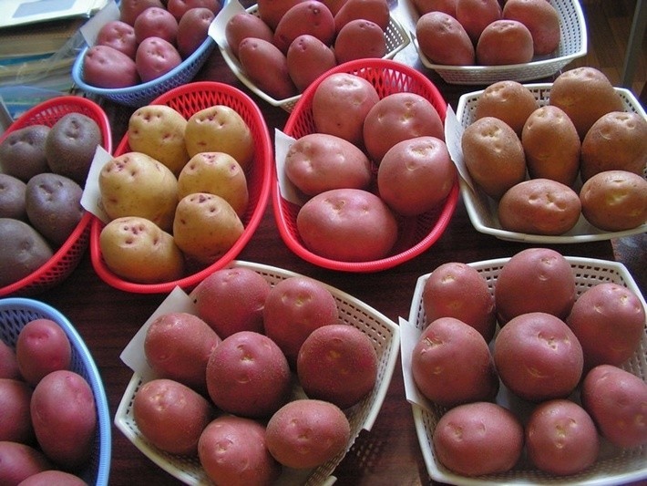 Селекционеры представили 56 новых сортов картофеля для выращивания в Кемеровской области