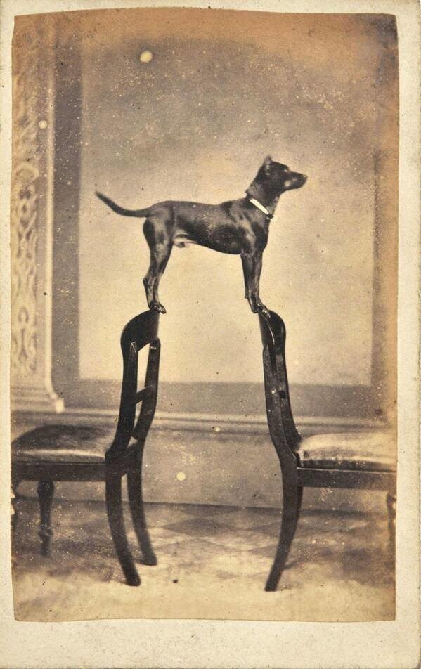 Пёс по имени Клайд, гений баланса и сосредоточенности, Глазго, Шотландия, 1860 год.