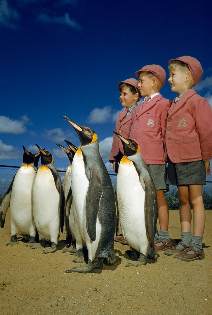 Мальчики в школьной форме позируют с пингвинами. Лондонский зоопарк, 1953 год