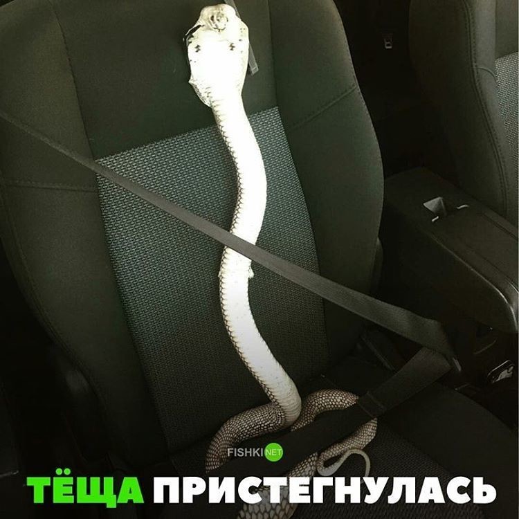 С любовью к теще