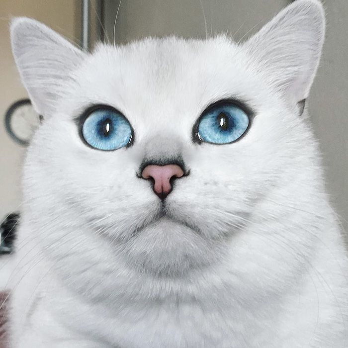 Коби — белоснежная кошка с невероятно красивыми глазами
