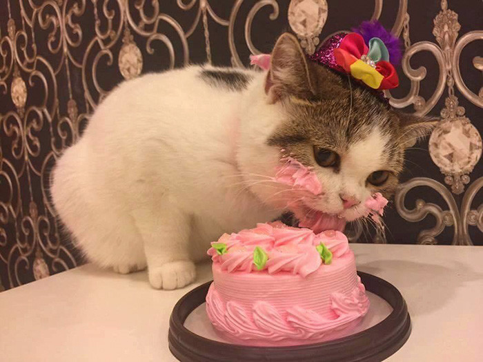 Кот восхитительно смешно съедает свой именинный торт!