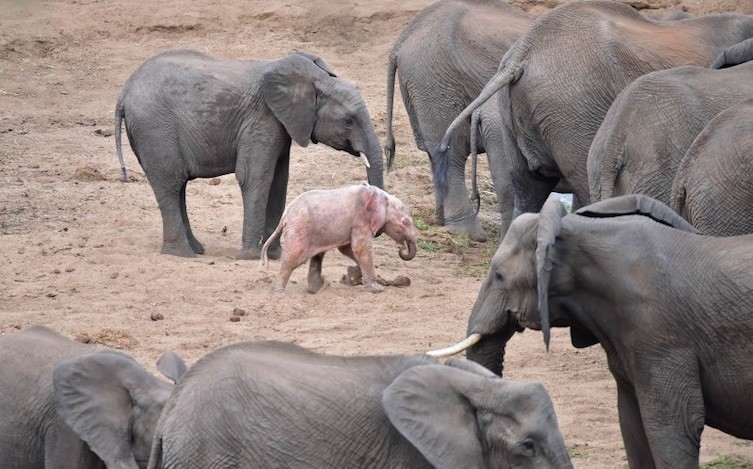 Туристы обнаружили в национальном парке слоненка-альбиноса