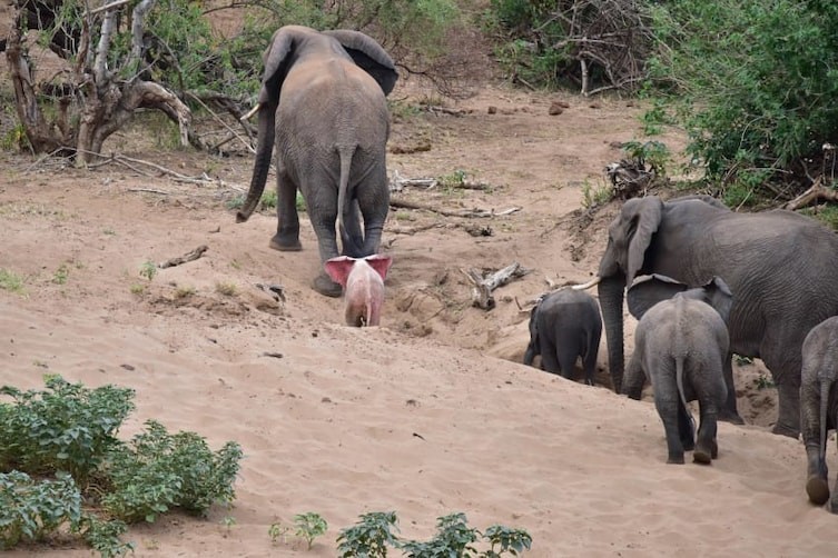 Туристы обнаружили в национальном парке слоненка-альбиноса