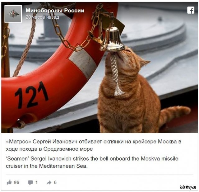 Министерство обороны РФ поделилось новыми фото кота-матроса