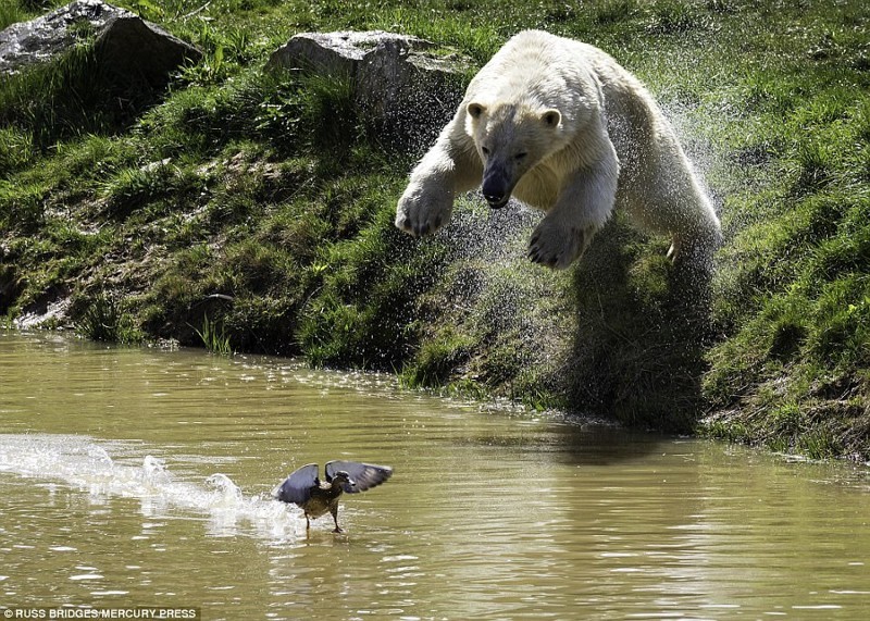 Стремительный прыжок. Все ожидали - если утка залетела в вольер именно к медведю, её точно ждут неприятности.